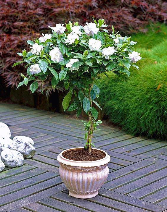 Orange jasmine bonsai seeds flowers rare jasmine flower seed bonsai perennial indoor flowring for home garden potted