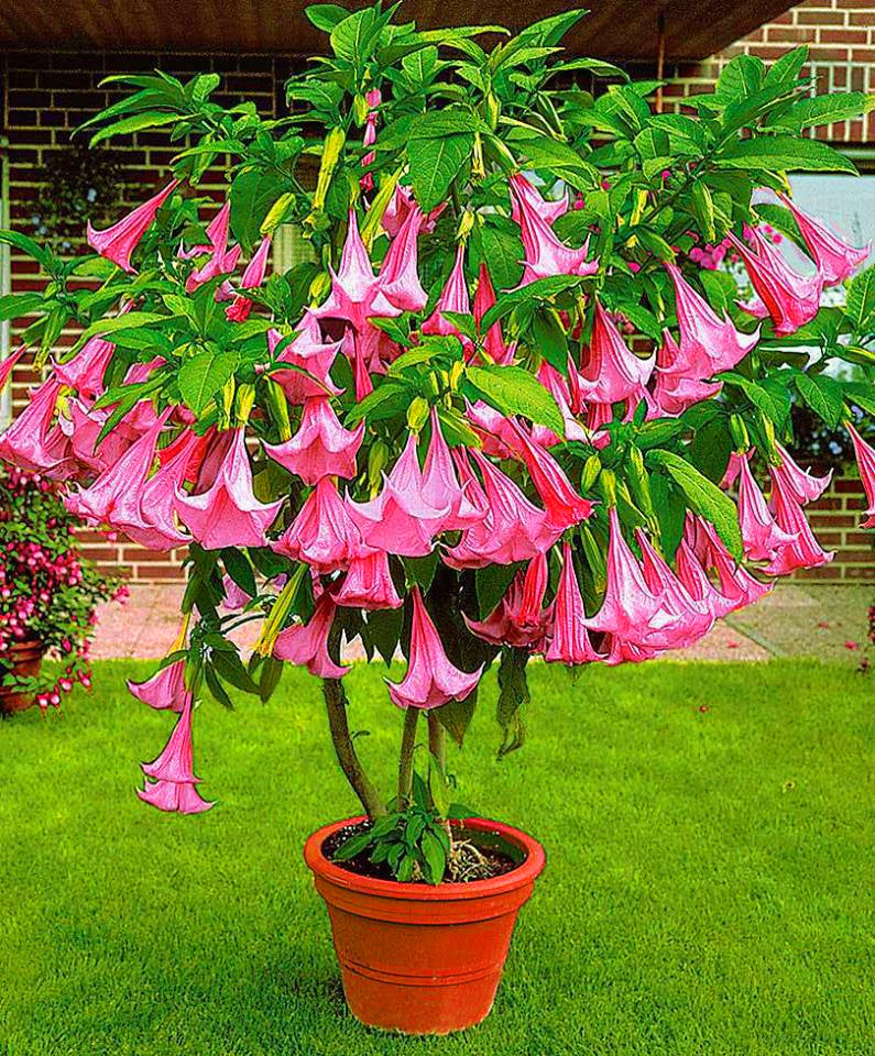 100Pcs Datura suaveolens seeds Night-blooming flower Jessamine flowers seeds bonsai tree plants Angel's horn potted plant for garden