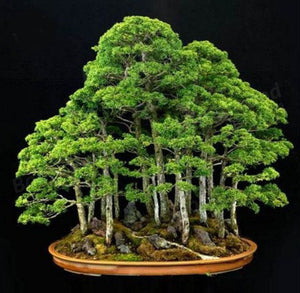 20pcs Rare Beautiful Juniper Bonsai Tree Seeds Potted Flower Office Bonsai Purify The Air