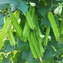 Load image into Gallery viewer, 5PCS  Winged Bean Seeds plants Organic Health Green Vegetable Psophocarpus Tetragonodobus Seeds plant Nutrient Plants For Farm Garde
