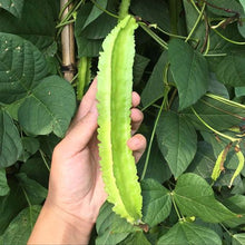 Load image into Gallery viewer, 5PCS  Winged Bean Seeds plants Organic Health Green Vegetable Psophocarpus Tetragonodobus Seeds plant Nutrient Plants For Farm Garde
