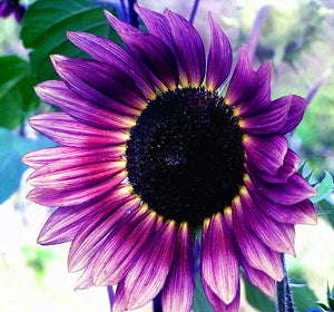 30Pcs Rare Pink Sunflower Seeds Bonsai Flowers Seeds Plants Dwarf desk potted plant Rare sunflower Ornamental flower indoor garden plantas