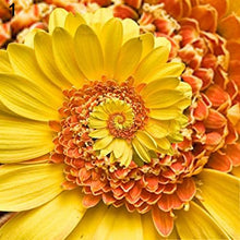 Load image into Gallery viewer, 30pcs Miracle Daisy Seeds bonsai hardy bonsai plants rare garden flower plants ornamental flowers
