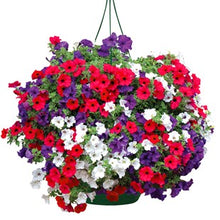 Load image into Gallery viewer, 200pcs/bag rare petunia seeds bonsai flower plants20 colors any choice suitable for home garden planting plants
