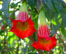 Load image into Gallery viewer, 100Pcs Datura suaveolens seeds Night-blooming flower Jessamine flowers seeds bonsai tree plants Angel&#39;s horn potted plant for garden
