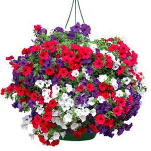 200pcs/bag rare petunia seeds bonsai flower plants20 colors any choice suitable for home garden planting plants