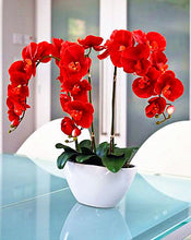 Load image into Gallery viewer, 100pcs bonsai orchid seeds flower Cymbidium plants Phalaenopsis flower seeds potted plants for home garden planting rare flower plants
