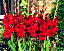 Load image into Gallery viewer, 100pcs Gladiolus Seeds not Bulbs bonsai flower bulb Vaniot Houtt perennial beautiful flowers seeds for home garden potted plants
