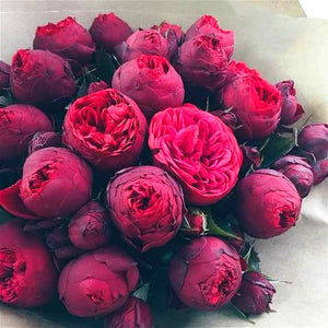 10Pcs Gaint peony  Seeds bonsai Rare tree peony flower seeds Paeonia suffruticosa flowers for home garden kwiaty ogrodowe potted