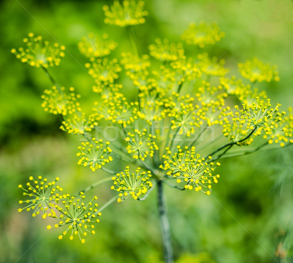 50PCS bonsai anisum anise Seeds Vigna Unguiculata plants dill Seeds Organic Edible Vegetable plant Garden Plants