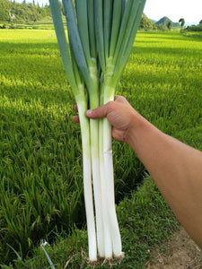 100pcs Chinese Green Onion Seeds Perennial Herb Plants Vegetable Seeds 4 Seasons Sowing Flavor