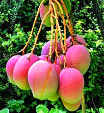 Load image into Gallery viewer, 1pcs  Mango Seeds Very Delicious Fruit Seeds tree seeds Perennial For Home Garden plant easy grow
