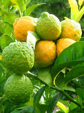 Load image into Gallery viewer, 10pcs kaffir lime seeds (Citrus aurantifolia) organic fruit Lemon Bonsai Tree seeds pot plants
