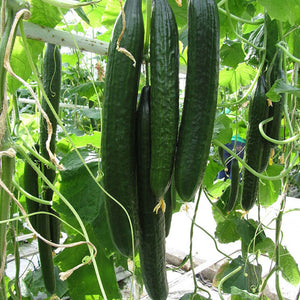 100pcs cucumber seeds japanese mini cucumber vegetable seeds plants for home vegetables for home&garden plants planting