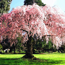 Load image into Gallery viewer, 10pcs/pack Bonsai Giant Pink Sakura seed Cherry Blossom Tree seeds Very Beautiful Oriental Cherry Tree Perennial Shrub Plants
