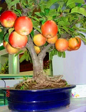 Load image into Gallery viewer, 30Pcs/Bag Apple Tree Fruit Bonsai Plant Seeds Healthy Delicious Apple Plant Home Garden Potted Planting Fruit
