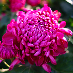 100pcs Multiple colour chrysanthemum seeds bonsai chrysanthemum flower seeds bonsai perennial indoor flowering home garden potted plants