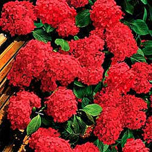 Load image into Gallery viewer, 10PCS blue Hydrangea Flower Bonsai flower Fort Viburnum Hydrangea Flower Seeds Macrophylla Potted Plants For Home Garden Planting Flowers
