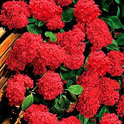 10PCS blue Hydrangea Flower Bonsai flower Fort Viburnum Hydrangea Flower Seeds Macrophylla Potted Plants For Home Garden Planting Flowers