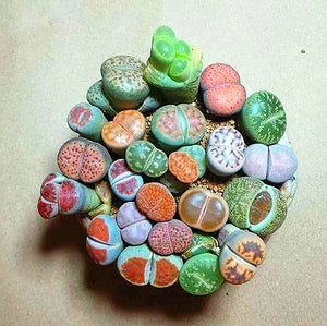 20pcs mixed lithops seeds bonsai plants lophophora stone flower indoor bonsai seeds tree succulents plantas para jardin for garden plants