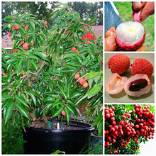 Load image into Gallery viewer, 5pcs Lychee Seeds Bosnai Fruit Litchi chinese Sweet Bosnai Fruit Seeds Tree Plants Perennials Plant For Home Garden Planting
