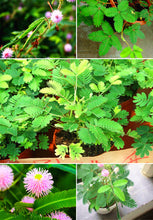 Load image into Gallery viewer, 100pcs/bag Rare Mimosa Pudica Seeds Shame Balcony Foliage Plants Potted  Sensitive Plant Fun Bashfulgrass Seeds
