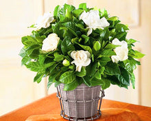 Load image into Gallery viewer, Orange jasmine bonsai seeds flowers rare jasmine flower seed bonsai perennial indoor flowring for home garden potted
