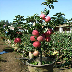 20pcs Dwarf Apple Bonsai Red Malus domestica potted Tree Delicious fruit plants for mini flower garden planting