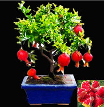 Load image into Gallery viewer, 30 Pcs/ Bag Bonsai Pomegranate seeds Very Sweet Delicious Fruit Bonsai Succulents Tree Bonsai Plants For Home Garden Potted
