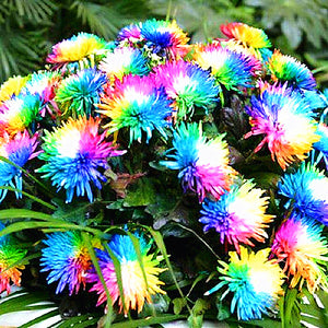 100pcs Gazania Flower Seeds rigens Moench flowers rare chrysanthemum beautiful flower potted plants for home garden planting