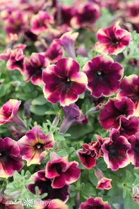 20pcs Rare Blue Morning Glory Seeds Climbing Petunia Seeds Bonsai Flower Seeds Potted Plant for Home Garden Decoration