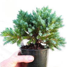 Load image into Gallery viewer, 50Pcs Rare Evergreen Colorado Blue Spruce Seeds bonsai Picea Pungens Glauca Tree bonsai plants Garden Potted Planters bonsais Sementes Seeds
