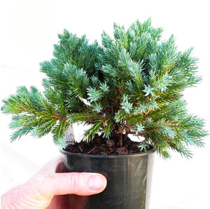 50Pcs Rare Evergreen Colorado Blue Spruce Seeds bonsai Picea Pungens Glauca Tree bonsai plants Garden Potted Planters bonsais Sementes Seeds