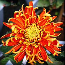 Load image into Gallery viewer, 100pcs Multiple colour chrysanthemum seeds bonsai chrysanthemum flower seeds bonsai perennial indoor flowering home garden potted plants
