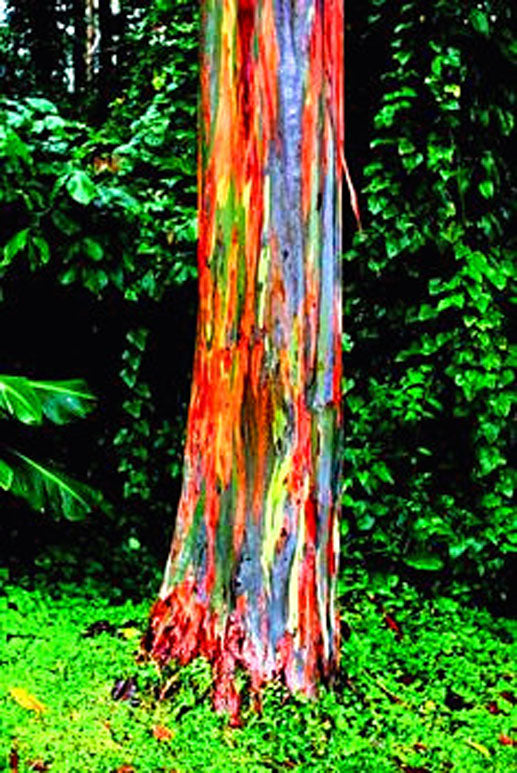 100pcs/bag Rainbow Eucalyptus Deglupta Seeds Showy Tropical Tree Perennial Bonsai Plants Seeds