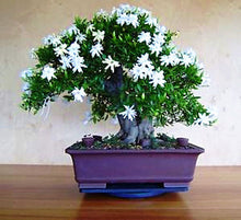 Load image into Gallery viewer, 20Pcs/Bag Jasmine Flower Seeds Bonsai Beautiful Jasminum Sambac Flower Bonsai perennial indoor flowering plant For Home Garden Potted Plants
