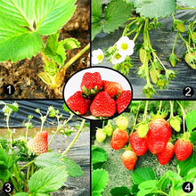 Load image into Gallery viewer, 600pcs/bag Gaint Climbing Strawberry Seeds Bonsai Perennial Organic Climbing Red Strawberry Plant For Home Garden Bonsai Plants
