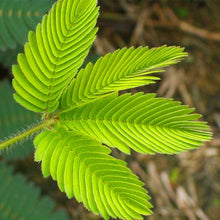 Load image into Gallery viewer, 100pcs/bag Rare Mimosa Pudica Seeds Shame Balcony Foliage Plants Potted  Sensitive Plant Fun Bashfulgrass Seeds
