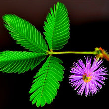 Load image into Gallery viewer, 100pcs/bag Rare Mimosa Pudica Seeds Shame Balcony Foliage Plants Potted  Sensitive Plant Fun Bashfulgrass Seeds
