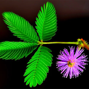 100pcs/bag Rare Mimosa Pudica Seeds Shame Balcony Foliage Plants Potted  Sensitive Plant Fun Bashfulgrass Seeds