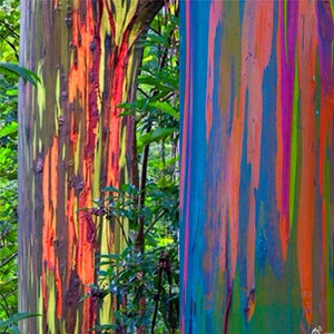 100pcs/bag Rainbow Eucalyptus Deglupta Seeds Showy Tropical Tree Perennial Bonsai Plants Seeds