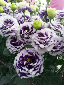 100PCS Rare Mix Eustoma Flower Seeds Perennial Flower Seed Potted Bonsai Flowers Seeds Home Garden