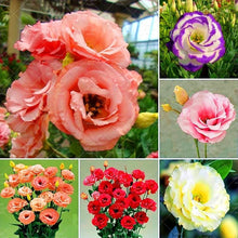 Load image into Gallery viewer, 100PCS Rare Mix Eustoma Flower Seeds Perennial Flower Seed Potted Bonsai Flowers Seeds Home Garden
