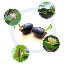 Load image into Gallery viewer, 10 pcs/bag  Aquatic plants flower seeds bowl lotus Water Lilies lotus home garden
