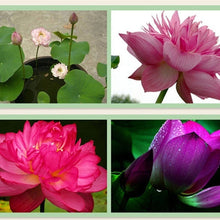 Load image into Gallery viewer, 10 pcs/bag  Aquatic plants flower seeds bowl lotus Water Lilies lotus home garden
