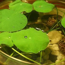 Load image into Gallery viewer, 10 pcs/bag  Aquatic plants flower seeds bowl lotus Water Lilies lotus home garden
