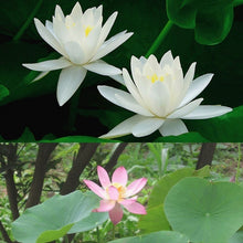 Load image into Gallery viewer, 10 pcs/bag  Aquatic plants flower seeds bowl lotus Water Lilies lotus home garden
