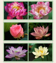 Load image into Gallery viewer, 10 pcs/bag  Aquatic plants flower seeds bowl lotus Water Lilies lotus home garden
