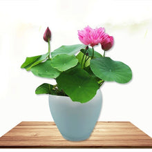 Load image into Gallery viewer, 10 pcs/bag  Aquatic plants flower seeds bowl lotus Water Lilies lotus home garden
