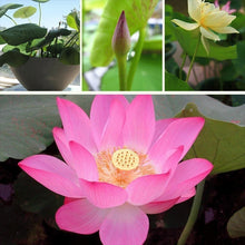 Load image into Gallery viewer, 10 pcs/bag  Aquatic plants flower seeds bowl lotus Water Lilies lotus home garden
